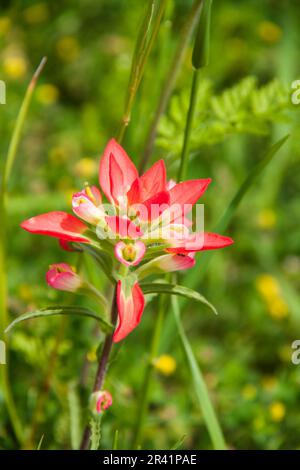 I fiori selvatici del pennello indiano, Castilleja indivisa, fiorendo in primavera lungo la strada Farm-to-Market nel Texas sudorientale. Foto Stock