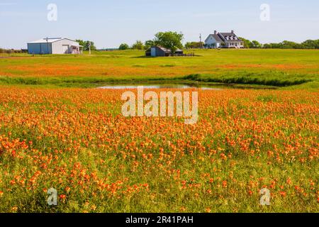 I fiori selvatici del Paintbrush indiano, Castilleja indivisa, fiorendo in primavera lungo la strada fattoria-mercato in Texas. Foto Stock