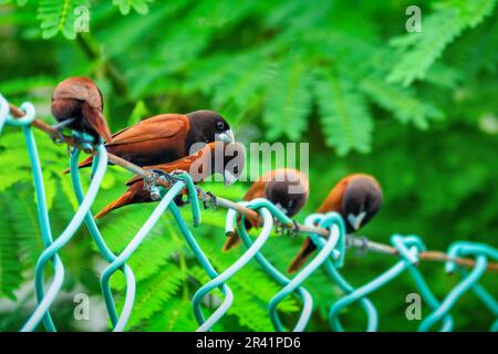 Castagno munia (Lonchura atricapilla) uccelli a Palau, Micronesia, Oceania. Foto Stock