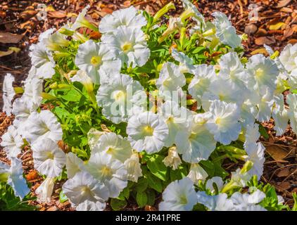 Petunia, Petunia x hybrid 'PICOBELLA BIANCO', al Mercer Arboretum e Giardini Botanici in primavera, Texas. Foto Stock