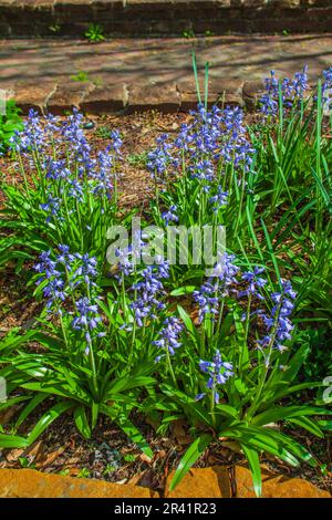 Spanish Bluebell, Hyacinthoides hispanica 'MIX', al Mercer Arboretum e Giardini Botanici in primavera, Texas. Foto Stock