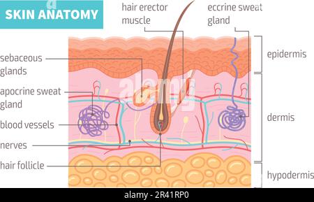 Poster infografico dell'anatomia della pelle umana con illustrazione vettoriale piatta dei vasi e del follicolo pilifero in sezione trasversale Illustrazione Vettoriale