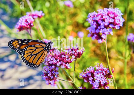 Farfalla Monarch nutrire e impollinare fiori rosa e viola Foto Stock