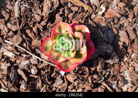 Pianta vivace e succulenta che cresce sul pacciame Foto Stock