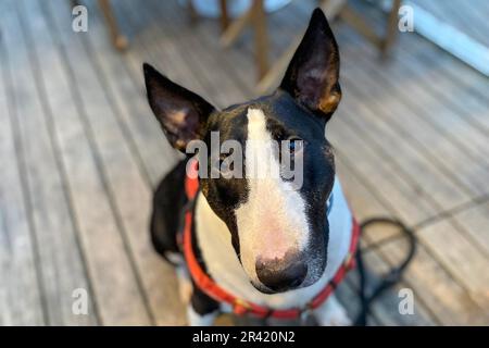 Cane Bull terrier seduto sulla terrazza. Foto Stock