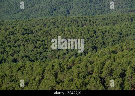 Bosque de pino silvestre , Pinus sylvestris,Navaleno, Soria, Comunidad Autónoma de Castilla, Spagna, Europa. Foto Stock