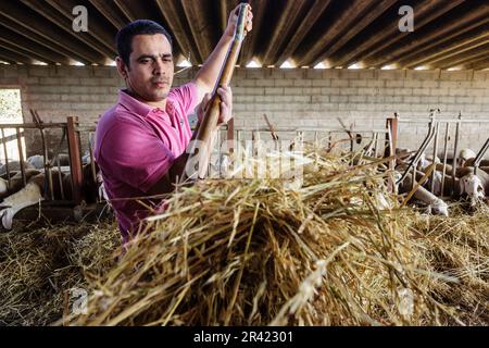 Ganado ovino para la fabricacion artesanall de queso Binibeca de Jaume Pons - denominacion de origen Mahon artesano- finca Alcaiduset, Alaior Menorca, Islas Baleares, España, Europa. Foto Stock