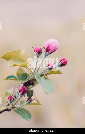Fiore di mela rosa con fondo sfocato e profondità di campo poco profonda. Foto Stock