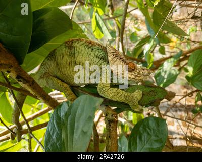 Camaleonte di Parson, Calumma parsonii, Peyrieras Madagascar esotico, Madagascar fauna selvatica Foto Stock