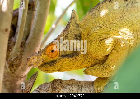 Camaleonte di Parson, Calumma parsonii, Peyrieras Madagascar esotico, Madagascar fauna selvatica Foto Stock