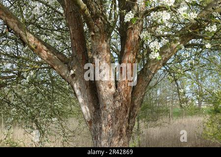 Pyrus pyraster, selvatico europeo pera Foto Stock