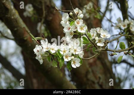Pyrus pyraster, selvatico europeo pera Foto Stock