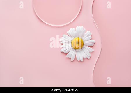 Piatto di Petri rotondo vuoto, vetrino ondulato e fiore di camomilla su sfondo rosa. Mockup per prodotti cosmetici o scientifici samp Foto Stock