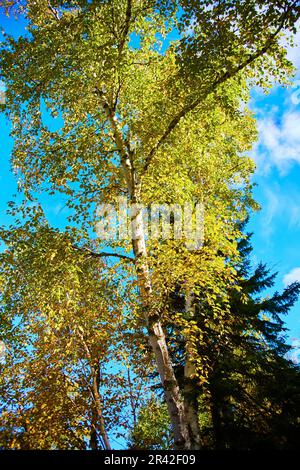 Albero di Aspen con foglie verdi gialle e splendido cielo blu cobalto con nuvole bianche e pino Foto Stock