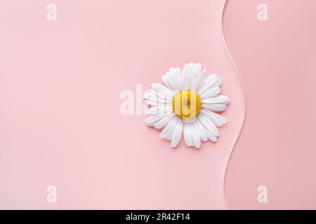 Piatto di Petri rotondo vuoto, vetrino ondulato e fiore di camomilla su sfondo rosa. Mockup per prodotti cosmetici o scientifici samp Foto Stock
