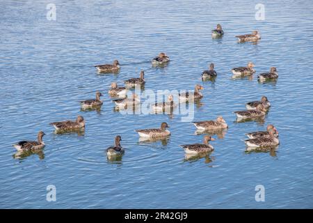 Oche grigie 'Anser anser Foto Stock