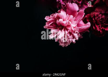 Bella peonia sul nero. Sfondo floreale. Messa a fuoco morbida, spazio di copia Foto Stock