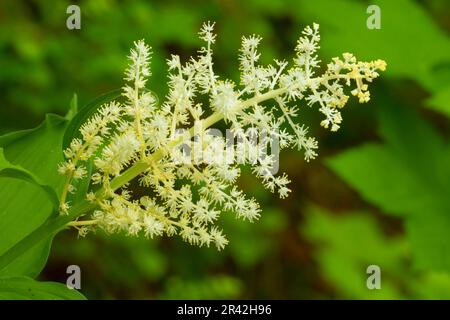 Sigillo di Solomon (Maianthemum racemosum), Siuslaw National Forest, Oregon Foto Stock