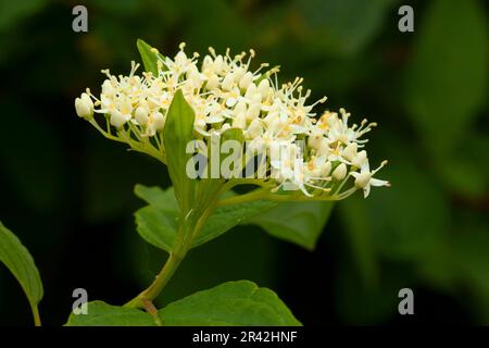 Dogwood rosso osier (Cornus sericea), Willamette Mission state Park, Oregon Foto Stock