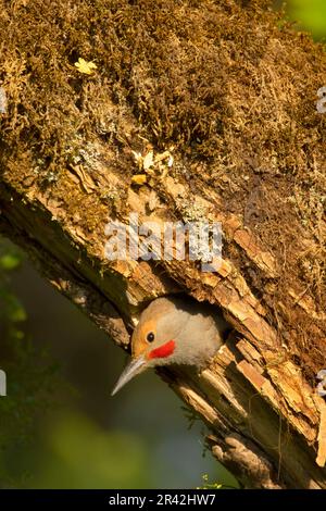 Northern Flicker (Colaptes auratus), Aumsville Ponds County Park, Marion County, Oregon Foto Stock