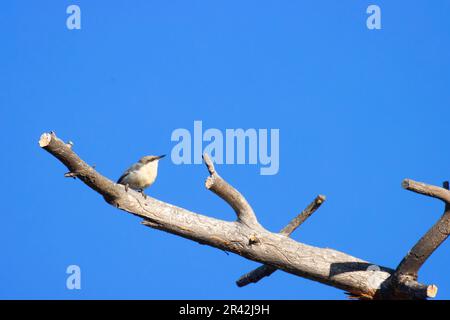 Nuthatch Pygmy (Sitta pygmaea), Blind vista lago Cabin, Deschutes National Forest, Oregon Foto Stock