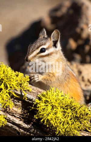 Chipmunk, Blind vista lago Cabin, Deschutes National Forest, Oregon Foto Stock