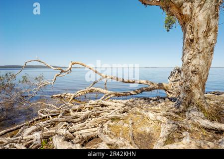 Scena illuminata dal sole di vecchi alberi da tè Melaleuca paperbark con massicci sistemi di radici boscose esposte, che sovrastano la bella, tranquilla, tranquilla acqua blu di la Foto Stock