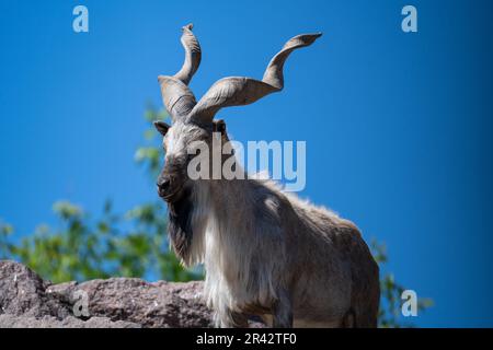 Una maestosa capra di montagna con grandi corna ritorte riposa su una roccia. Primo piano ritratto di una capra di montagna selvaggia. Foto Stock