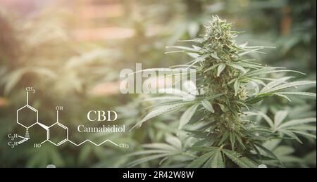 Elementi del CBD in Cannabis, olio farmaceutico a base di canapa vegetale ecologico del cbd. Concetto di medicina alternativa di erbe. Foto Stock