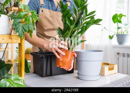 Ridare Zamioculcas succulente di piante domestiche cresciute in una nuova pentola più grande. Cura per la pianta in vaso, mani di donna in grembiule, mock up Foto Stock