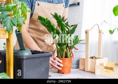 Ridare Zamioculcas succulente di piante domestiche cresciute in una nuova pentola più grande. Cura per la pianta in vaso, mani di donna in grembiule, mock up Foto Stock