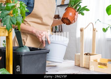 Ridare Zamioculcas succulente di piante domestiche cresciute in una nuova pentola più grande. Cura per la pianta in vaso, mani di donna in grembiule, mock up Foto Stock