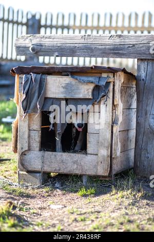 Un cane allegro grande con una linguetta della catena che appende fuori siede in uno stand. Un cane su una catena che protegge la casa. Felice animale domestico a bocca aperta. Un semplice doghou Foto Stock