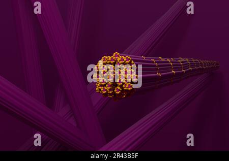 Tessuto muscolare scheletrico nel corpo umano - 3D immagine vista frontale Foto Stock