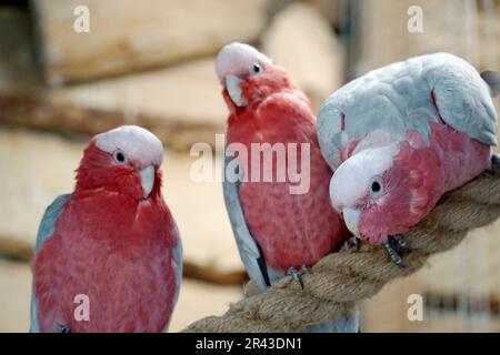 Tre pappagalli di Cockatoo rosa e grigio che si appollaiano su una corda Foto Stock