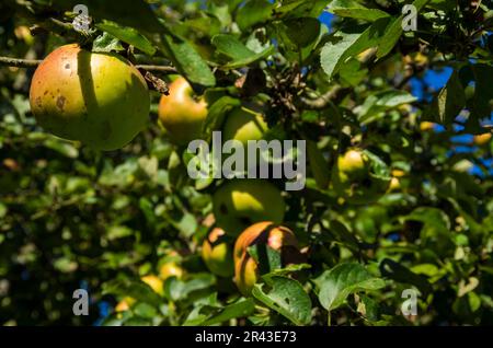 Mele mature su un melo su un prato di frutteto a fine estate. Foto Stock