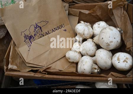 La valle della Loira intorno a Saumur ist noto per i suoi funghi chiamati Champignons de Paris anche se sono cresciuti in grotte naturali riva al fiume della L Foto Stock