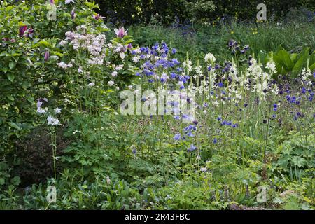 Ninfee (Anthericum liliago), Emsland, bassa Sassonia, Germania Foto Stock