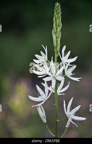 Giglio di erba (Anthericum liliago), Emsland, bassa Sassonia, Germania Foto Stock