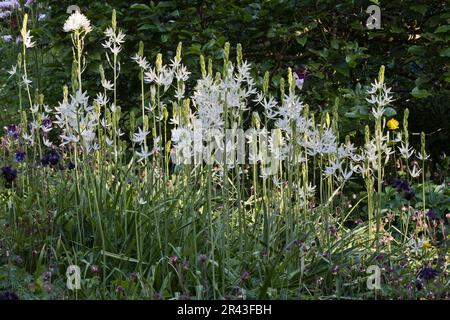 Ninfee (Anthericum liliago), Emsland, bassa Sassonia, Germania Foto Stock