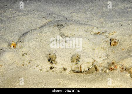 Falda tropicale (Bothus lunatus) Flatfish Peacock eyebutt si trova piatto sul fondale sabbioso mimetizzazione stessa come la sabbia guarda direttamente l'osservatore, indiano Foto Stock