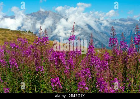 Fioritura sally (Epilobium angustifolium) sul Passo Croix de Coeur, col de la Croix de Coeur, Verbier, Vallese, Svizzera Foto Stock