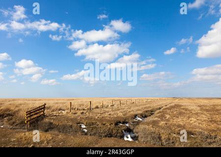 Saline sulla penisola di Eiderstedt Foto Stock