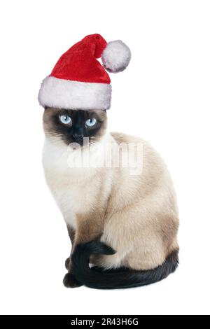 Gatto siamese gatto indossando santa hat per natale, isolato su bianco Foto Stock