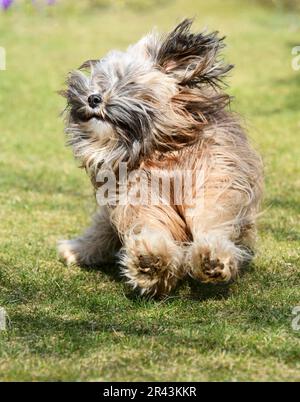 Tibetan Terrier cane che corre in giardino Foto Stock