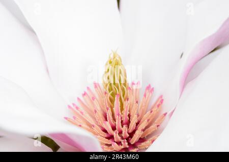 Fiore bianco di un albero di magnolia Foto Stock