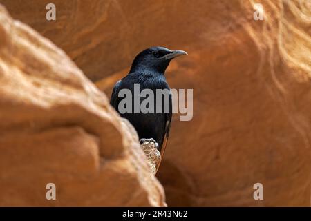 La stella di Tristrom, Onychognathus tristramii, seduto sulla pietra arenaria nel Wadi Mujib in Jodan, Asia. Grackle nero dell'uccello, di starling nativo Foto Stock