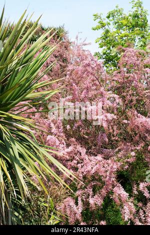 Tamarix parviflora tetranda, tamarisco. Foto Stock