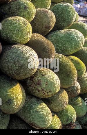 Frutti di jack arrangiati (Artocarpus eterophyllus) frutti di pane in vendita, Tamil Nadu, India del Sud, India, Asia Foto Stock