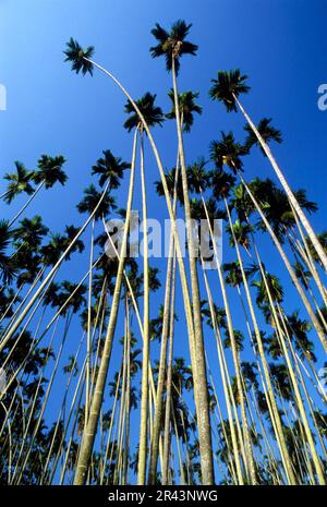 Piante medicinali (Arecaceae) arecanut, betelnut (Areca Catechu Linn.) Ai piedi di Kallar delle colline di Nilgiri, Tamil Nadu, India del sud, India Foto Stock